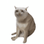 Cash Cat